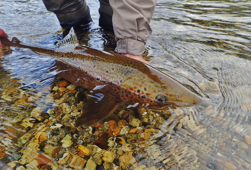 Atlantic Salmon Federation concerned about seals as salmon predators -  Flyfishing Blog