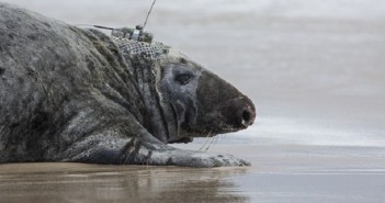 “Bioprobes”: Grey Seals as Mobile Listeners Seal Damian Lidgard
