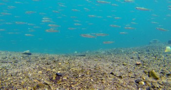 Featured in ‘Science’ — Hi-tech tracking tags are redefining how we discover, understand and manage ocean life