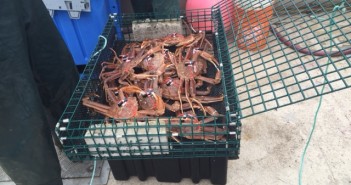Studying the movements of snow crab in Cape Breton, NS