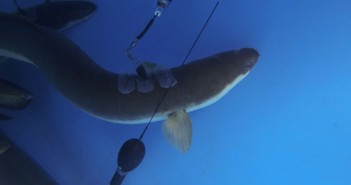 Mystery migrations: the first direct observations of American eels’ path to the Sargasso Sea