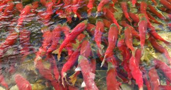 OTN researchers investigate the protection of fish populations