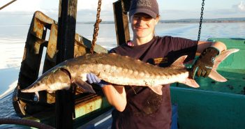 OTN researchers examine the spatial and temporal distribution of Atlantic sturgeon in Minas Passage, N.S.