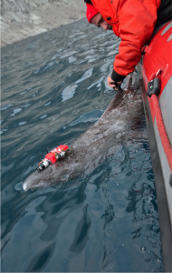 PI Nigel Hussey outfits a Greenland shark with an accelerometer and camera in Scott Inlet, Baffin Bay (Photo: Yuuki Watanabe)
