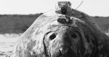Emma the seal: bioprobes provide window into life on and off Sable Island