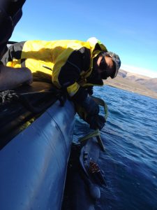 Nigel Hussey and John Sr. from the community of Pond Inlet tag a Greenland shark in Tremblay Sound (Photo: Nigel Hussey)