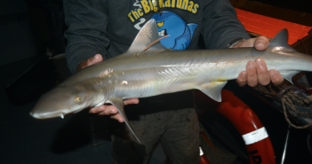 OTN and Dalhousie researchers tag weasel sharks in Cabo Verde