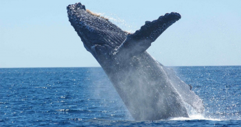 Coordinated glider patrol listens for whales off B.C.