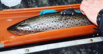 Tracking and monitoring brown trout migrations in Norway