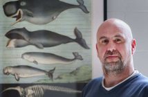 New footage demonstrates how narwhals use their tusks