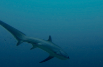 Big-eyed thresher shark provides students rare study opportunity