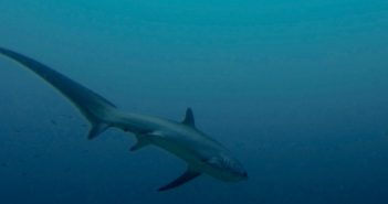 Big-eyed thresher shark provides students rare study opportunity