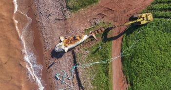 Endangered right whales are dying in record numbers off Canada, raising alarm (Science)