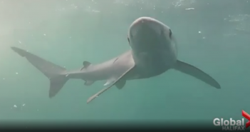 Tracking sharks and other marine life along Nova Scotia’s coast (Global News Morning – video)