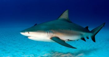 OTN bull shark collaboration launches in Mozambique