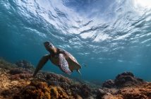 Science voices needed to support Australia’s marine park