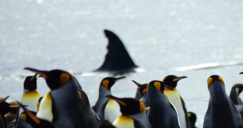 Kerguelen saga: part deux — Crozet & Antarctic fauna (episode 3)