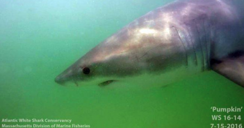 Fisherman pings tagged great white shark in Bay of Fundy