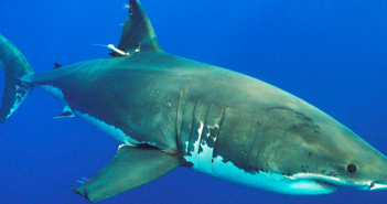 Citizen science helps detects sharks earlier