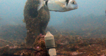 New telemetry network will develop the study of animal migrations in European rivers and seas