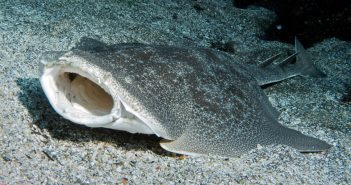 Engineering a solution to track critically endangered Angelsharks