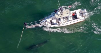 Five-year white shark population project wraps up in Cape Cod