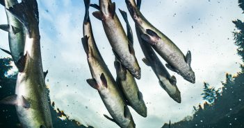 International Year of the Salmon: a year for celebration and action