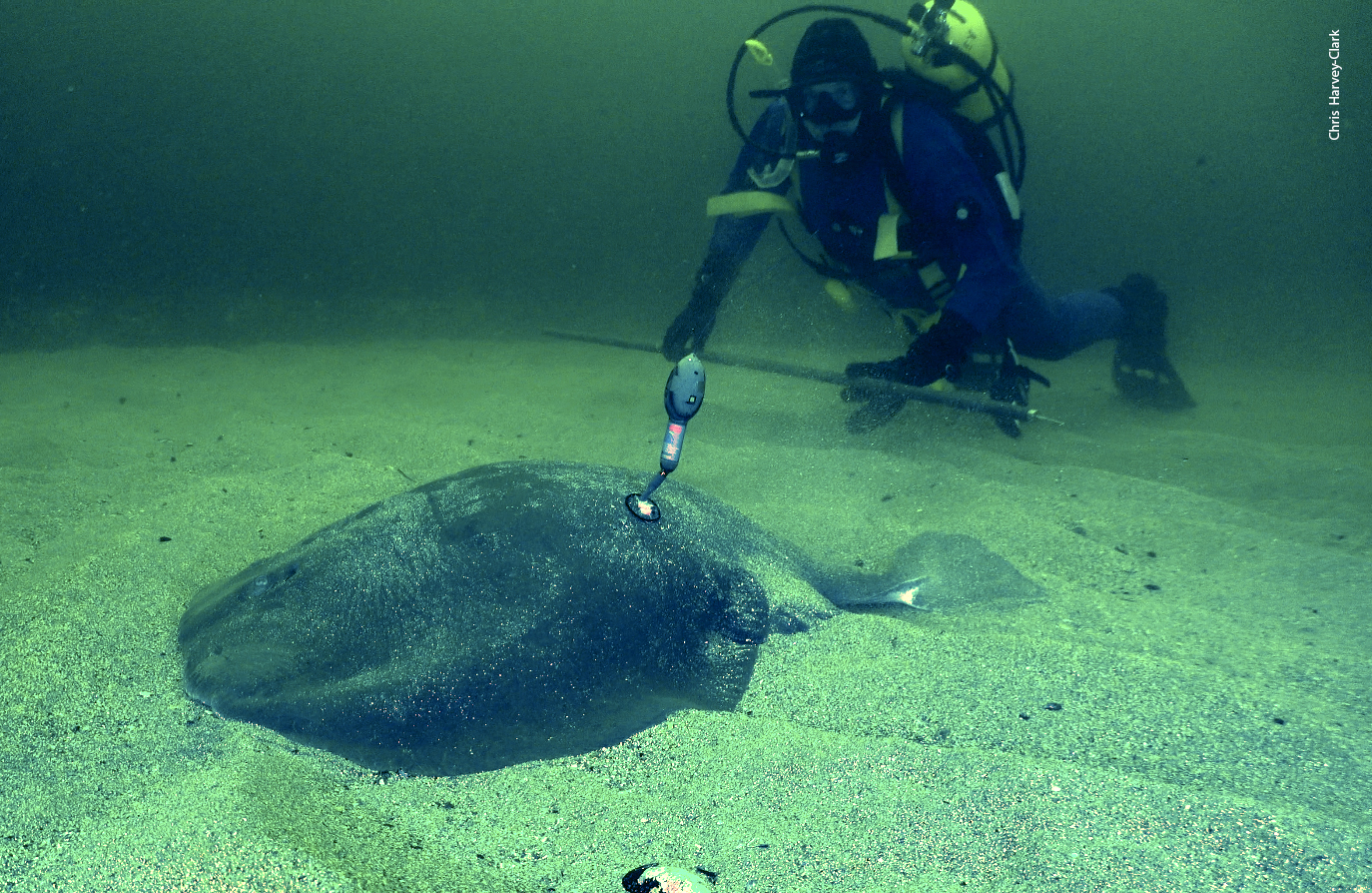 First ever satellite-tagged Atlantic torpedo ray
