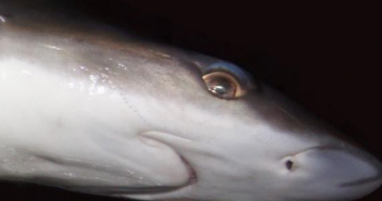 The enigmatic weasel shark, will it disappear before we know it?
