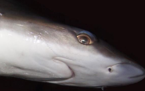 The enigmatic weasel shark, will it disappear before we know it?