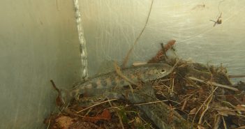Researchers discover Bras d’Or Lake as location of choice for salmon smoltification