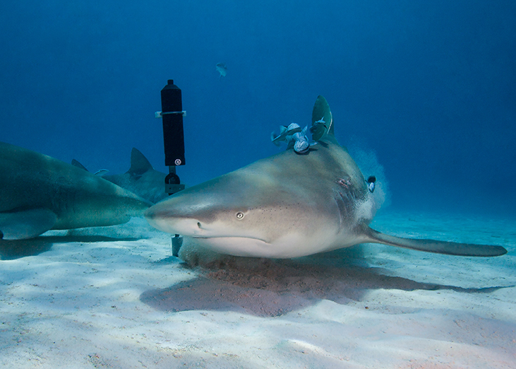 Lemon Shark - Matt Potenski