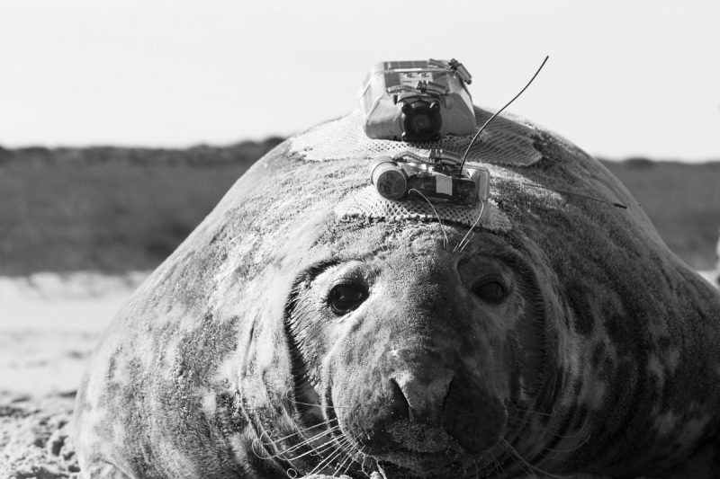 Emma the seal: bioprobes provide window into life on and off Sable Island
