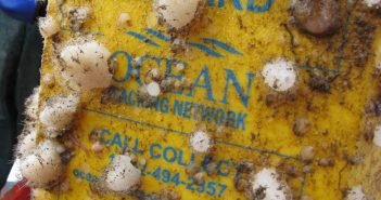 Hundreds of Russian Hat sponges collected from OTN Halifax Line
