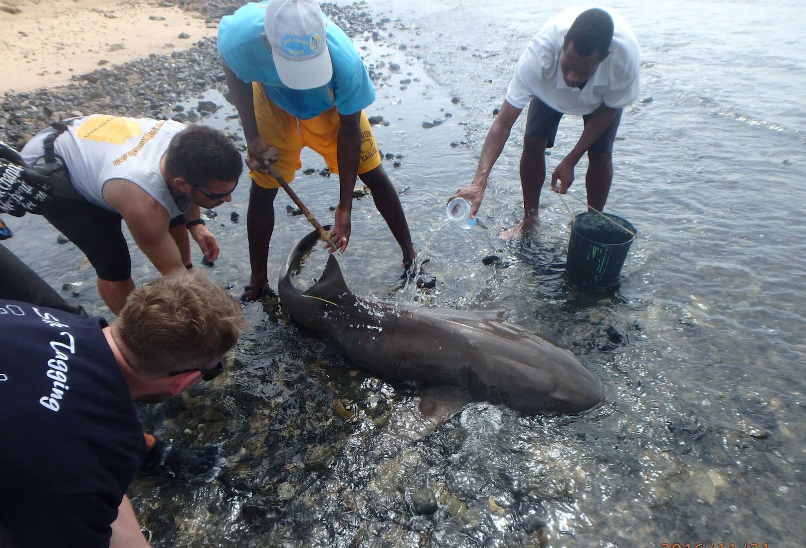 Dalhousie/OTN researcher, Manuel Dureuil externally tagging a nurse shark with researchers in Cabo Verde.