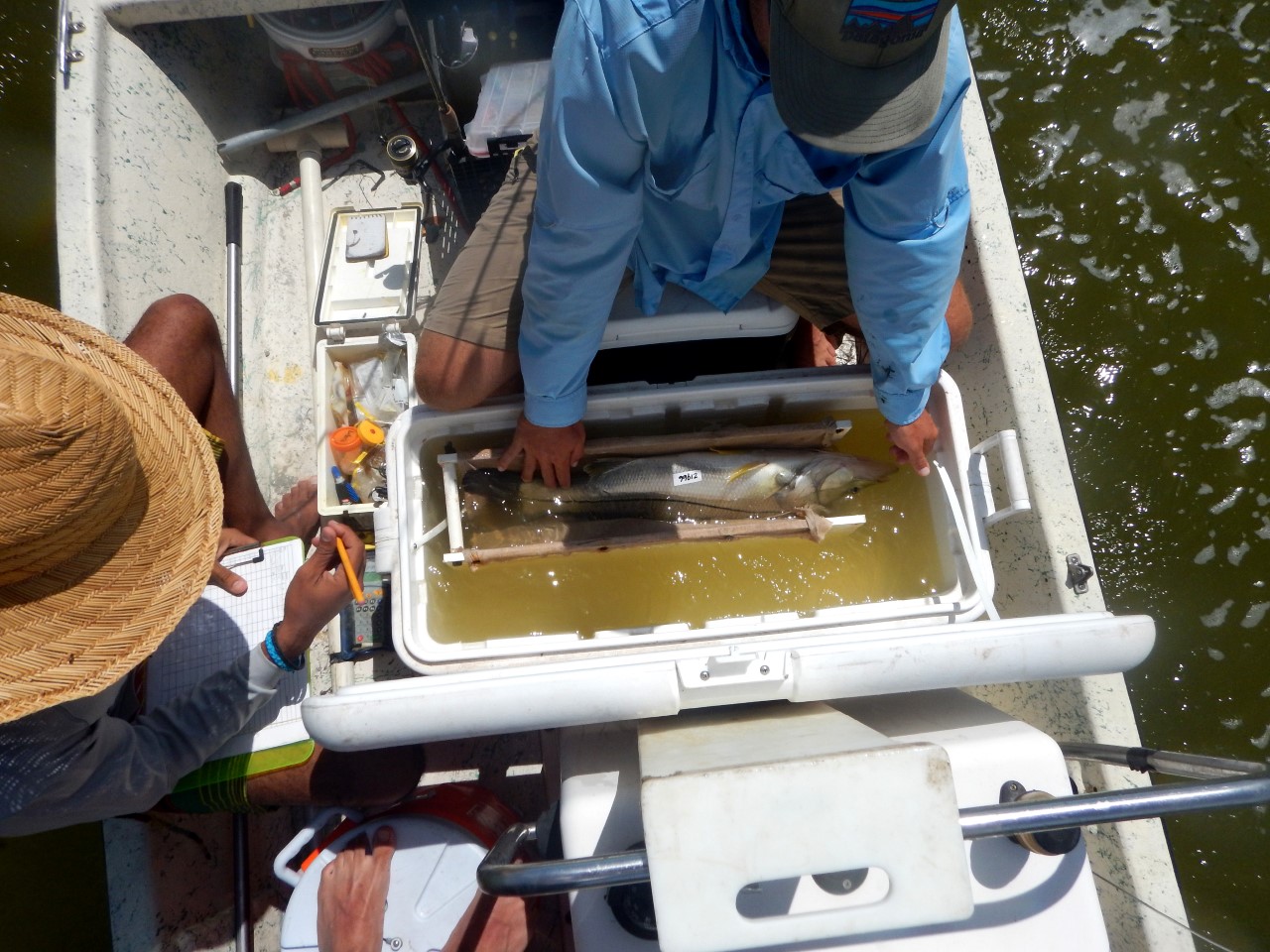 First results of OTN-supported snook and tarpon project in the Florida Everglades