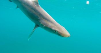 Update on shark research in Cabo Verde, Western Africa