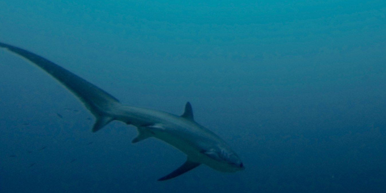 Big-eyed thresher shark provides students rare study opportunity
