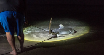 Anglers’ online boasts reveal illegal shark hunting (Nature)