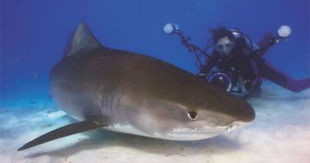 OTN-supported shark tracking in the Bahamas and Florida