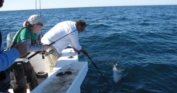 OTN collaborator tracking critical reef fish in the Gulf of Mexico