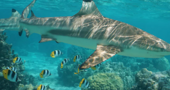 OTN investigator: Killing sharks, wolves and other top predators won’t solve conflict (The Conversation)