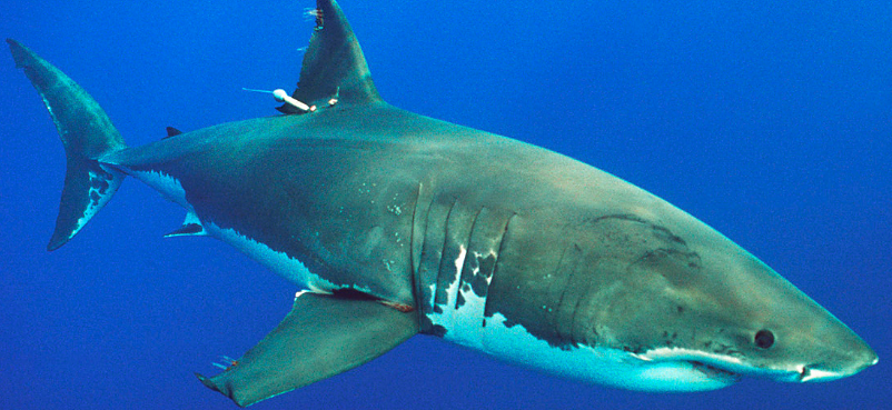 Citizen science helps detects sharks earlier