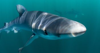 Nova Scotian blue shark tracking and shockingly good colla‘beer’ations