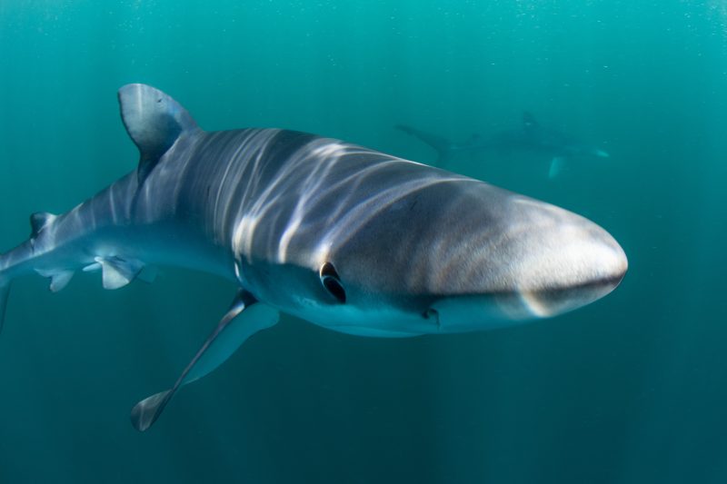 Nova Scotian blue shark tracking and shockingly good colla‘beer’ations