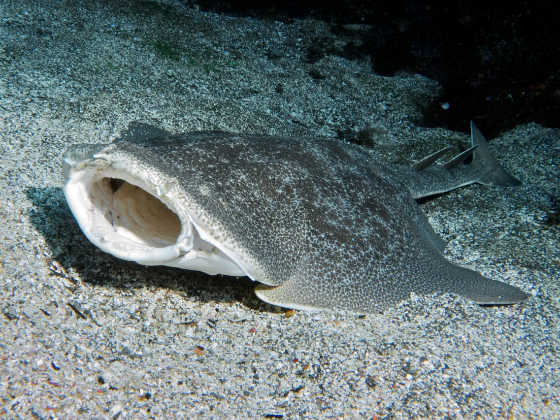 Engineering a solution to track critically endangered angelsharks 