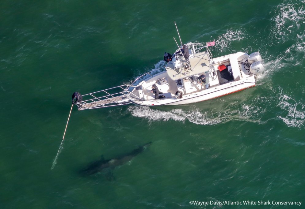 Five-year white shark population project wraps up in Cape Cod