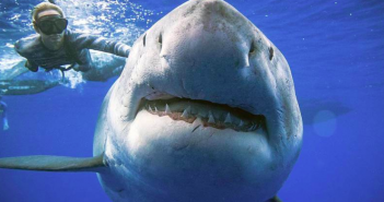Dal prof marvels at researcher who free-dives with massive great white