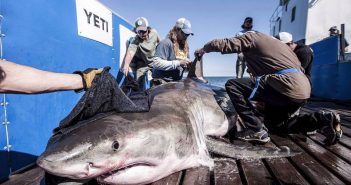 Great white shark genome may hold hints of how to fight cancer