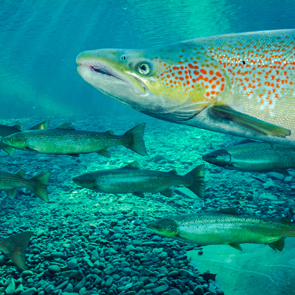Tag! You’re It! beer supports salmon conservation in Nova Scotia